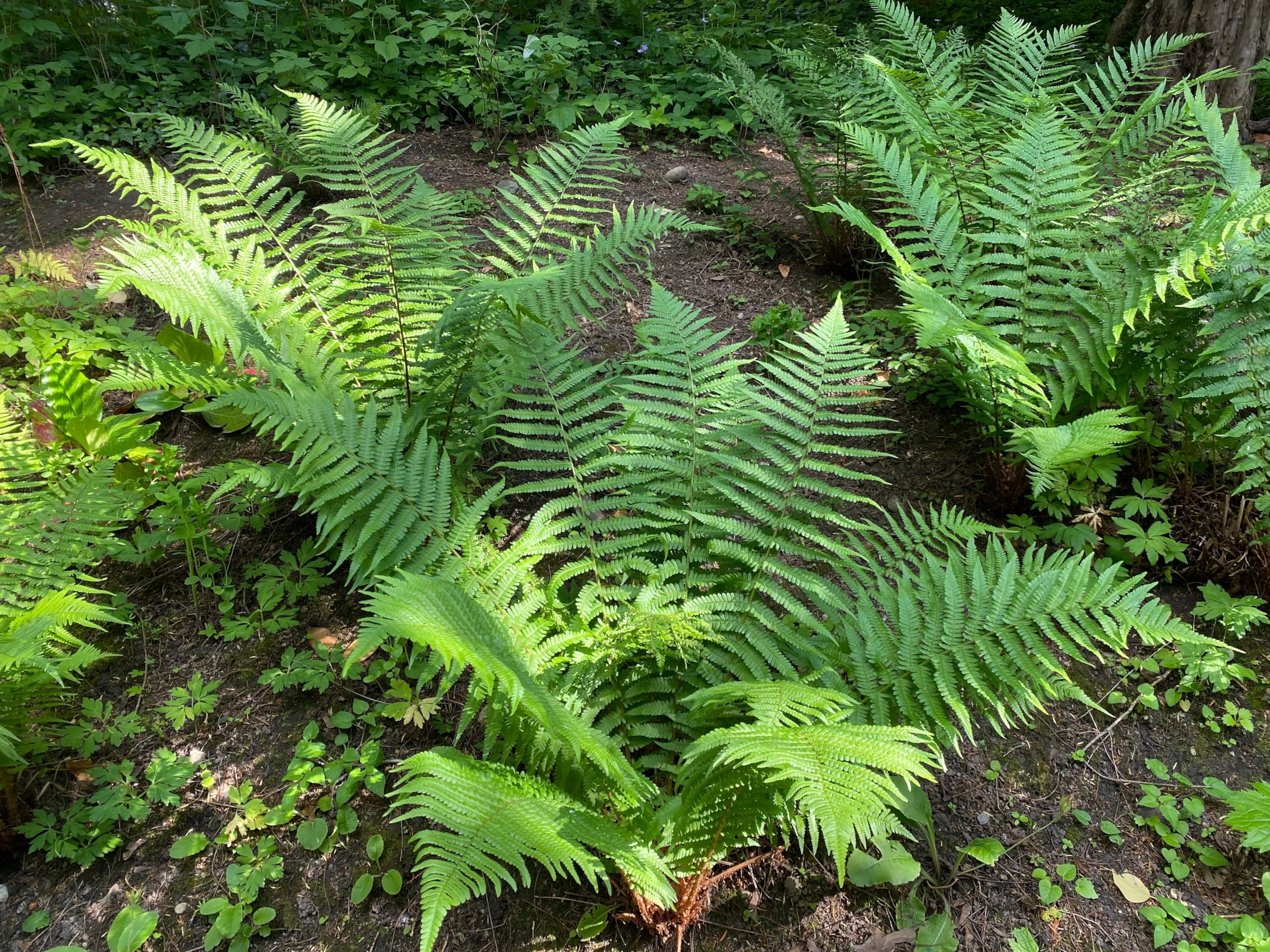 Stauden Gänge 3 x Dryopteris affinis im 1 Liter Topf (Farn/Winterhart/Mehrjährig/Staude/Immergrün) Heimischer Goldschuppenfarn - Struktur und Anmut für schattige Beete
