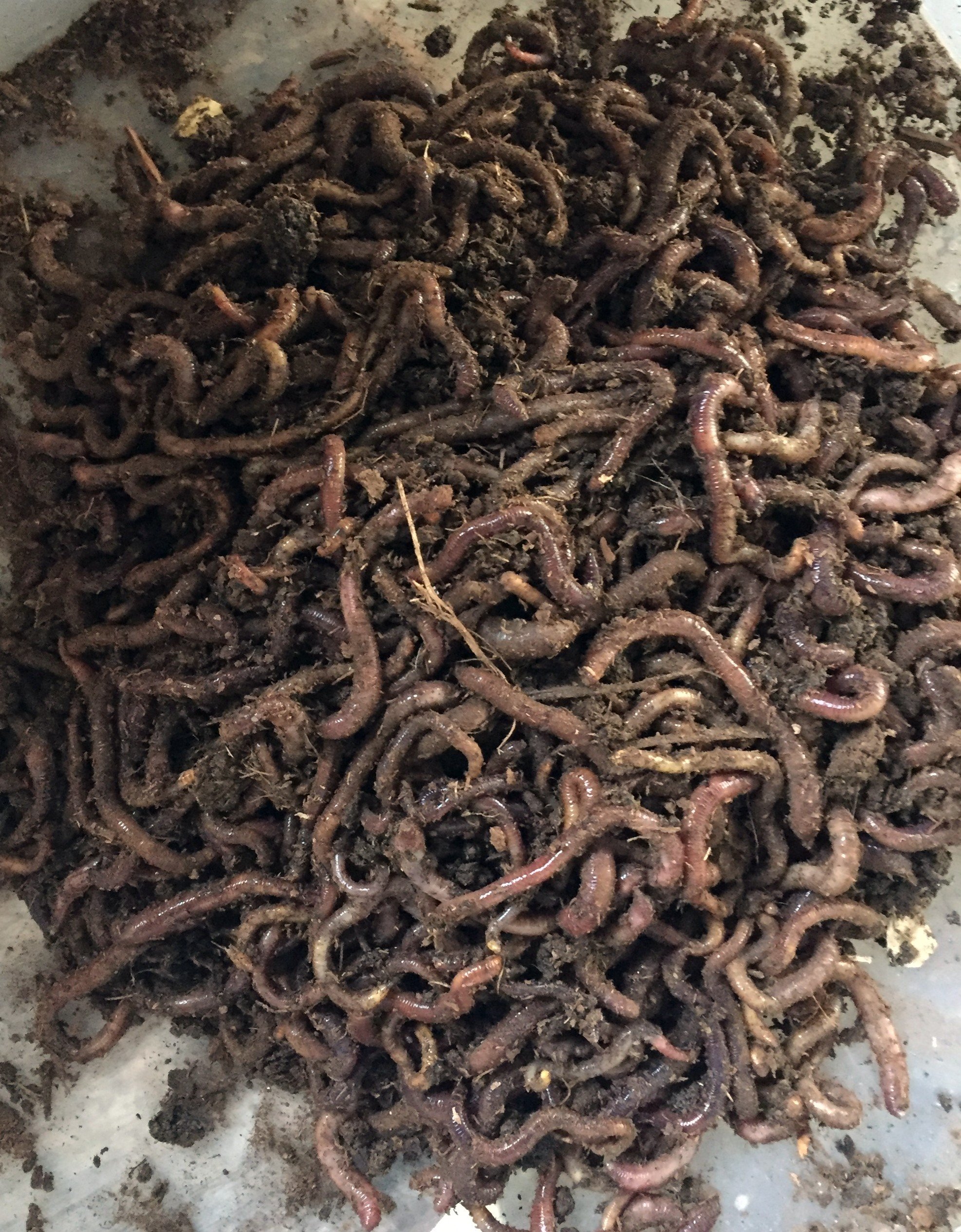 Buy 1000 WWJD Worms Red Wigglers Compost Worms Online at desertcart KUWAIT