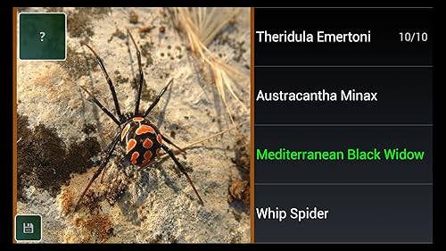 Aranha espécie Trivia Quiz