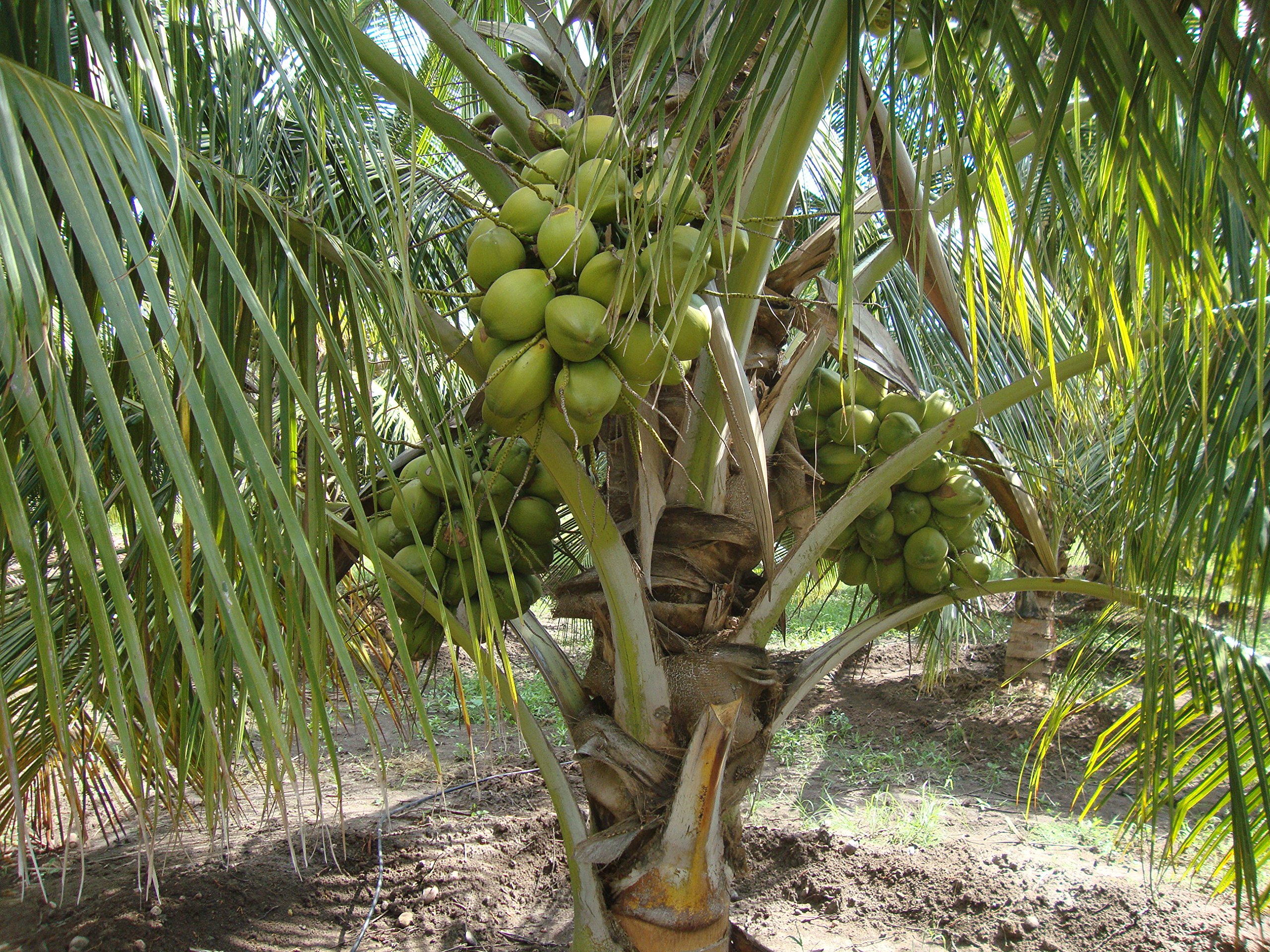 M-Tech Gardens Dwarf Coconut"DxT" Sprouted Seed Kerala Coconut Tree Seed Sprouted - 1 Qty.-picture-19