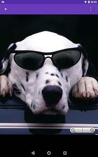 Dogs Wallpapers