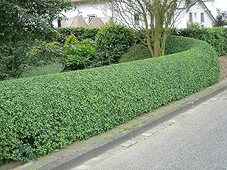 Two Two Live Winter Gem Boxwood Plants