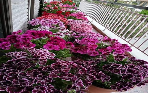 How to grow carnations