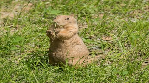 BeaverStories