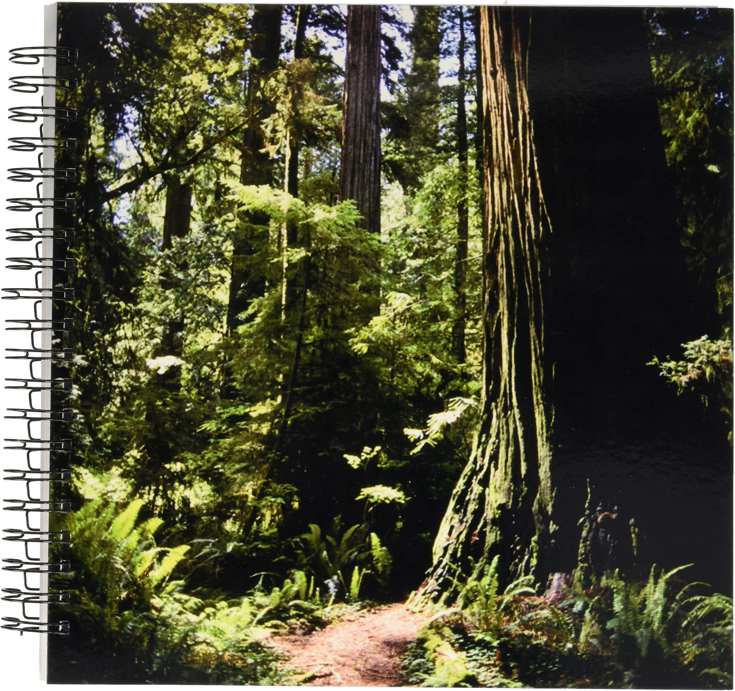 3dRose db_88337_2 Redwood forest in Northern California - US05 DFR0200 - David R. Frazier - Memory Book, 12 by 12-Inch