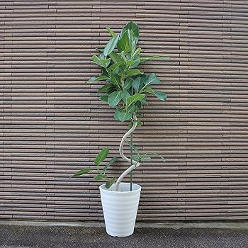 ［現品］7番　フィカス　ベンガレンシス　曲がり　8号　観葉植物　室内　ゴムの木 現品］7番 フィカス ベンガレンシス 曲がり 8号 観葉植物 室内