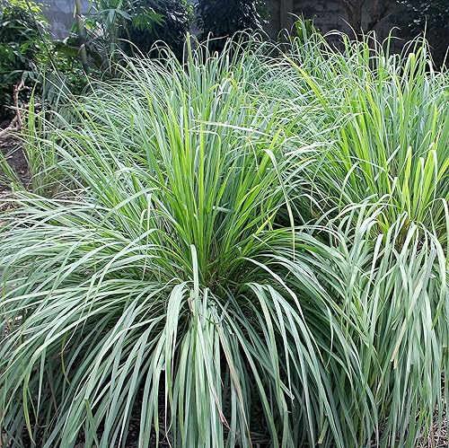 Miniatura 10 de Outsidepride - Hierba de limón