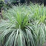 Lemon Grass Seeds for Planting - 2000 Perennial Seeds, Mosquito Repellent, Deer Proof, Citronella Grass for Culinary and Ornamental Use, Blue-Green Foliage, Lemon Grass Live Plant
