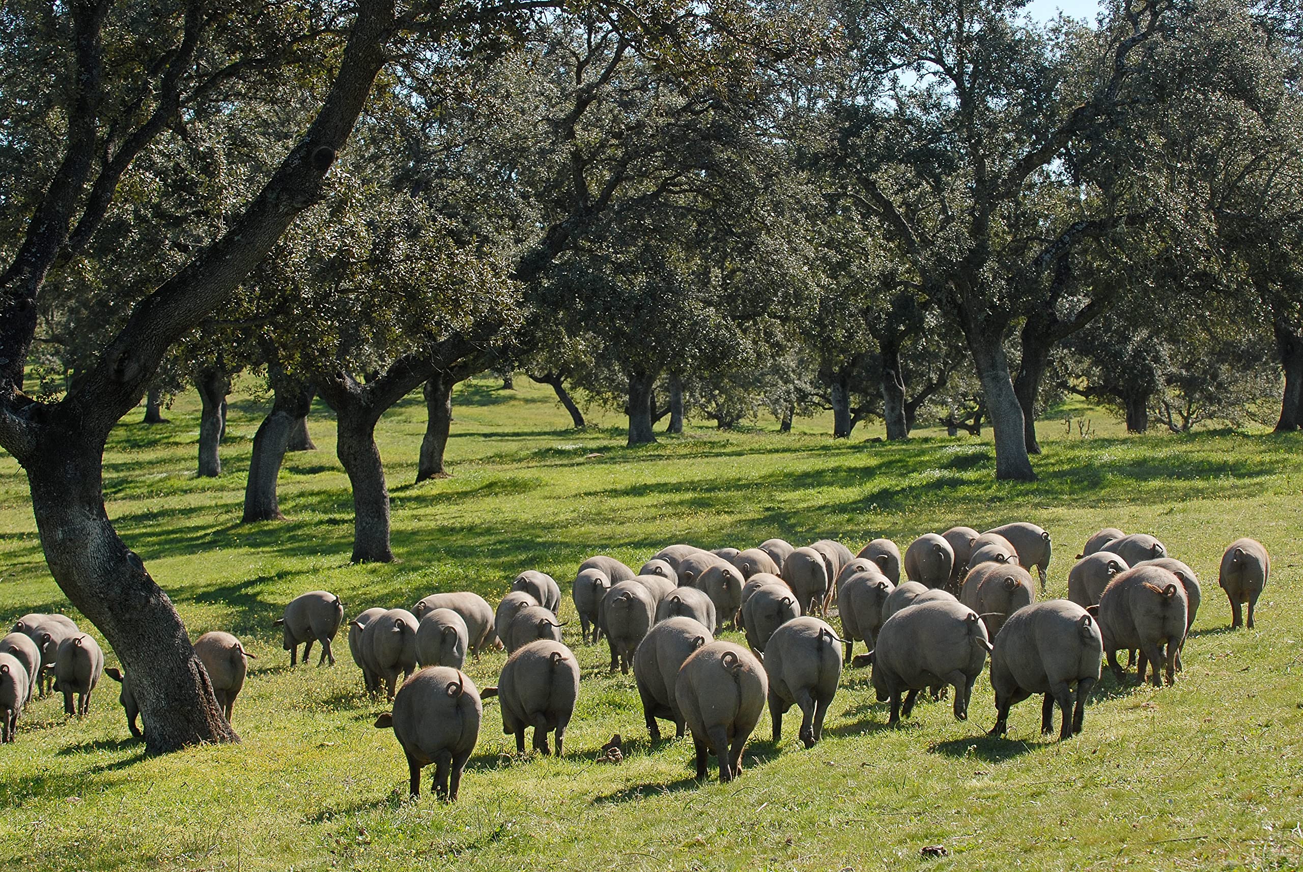 BELLOTERRA | Jamón de Cebo de Campo 50% Ibérico | 8,5-9 kg | Curación 24-30 Meses | Raza Ibérica en Régimen de Campo | Sabor Tradicional y Aroma Equilibrado