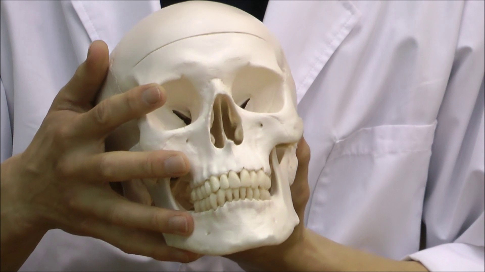 Amazon.co.jp: 実物大の頭蓋骨模型 - 頭蓋，標準型モデル - 3B