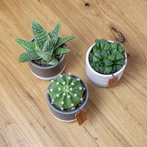 Vista 3 de Plants for Pets - Set de plantas suculentas vivas en macetas (paquete de 3), plantas suculentas de cactus vivas, plantas de interior, regalos