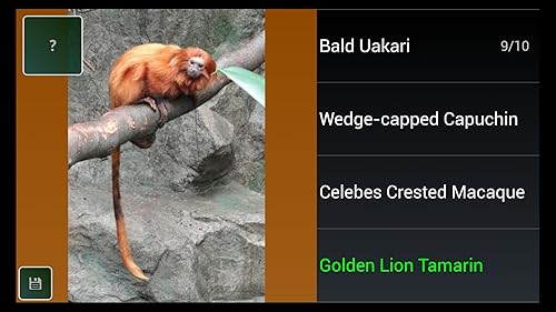 Macaco espécie Trivia Quiz