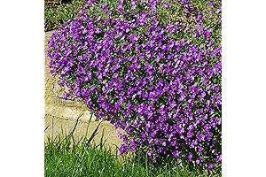 Perennial Purple Aubrieta Ground Cover Seeds for Planting - 5000 Seeds
