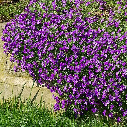 Outsidepride 10000 semillas perennes púrpura aubrieta semillas de cobertura de suelo para plantar