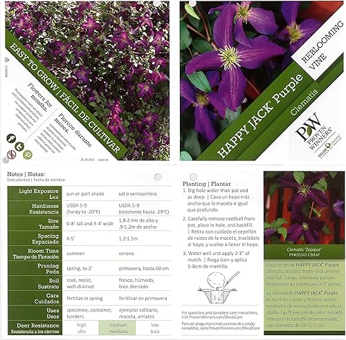 Miniatura 2 de Happy Jack Purple Clematis - Arbusto vivo flores moradas 1 galón