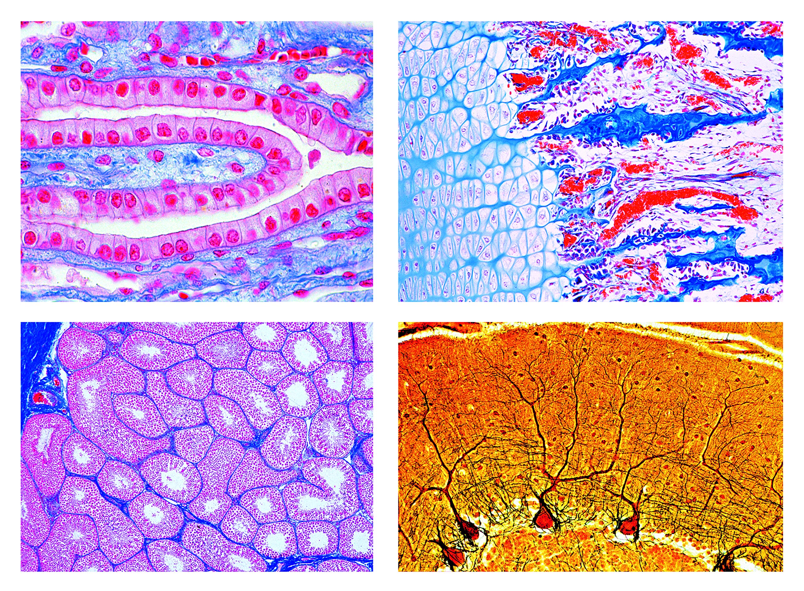 LIEDER Biologie Mikroskopie Mikropräparate Serien: Histologie der Säugetiere (Mammalia), Ergänzungsserie, 50 Präparate. Erweiterung von Serie 2400