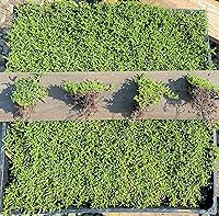 Vista 1 de BAREROOT Ruschia Lineolata 'Nana' - 'Alfombra enana de estrellas' - PPAF - Suculenta césped subsitute - Jardín de Cristina (48)