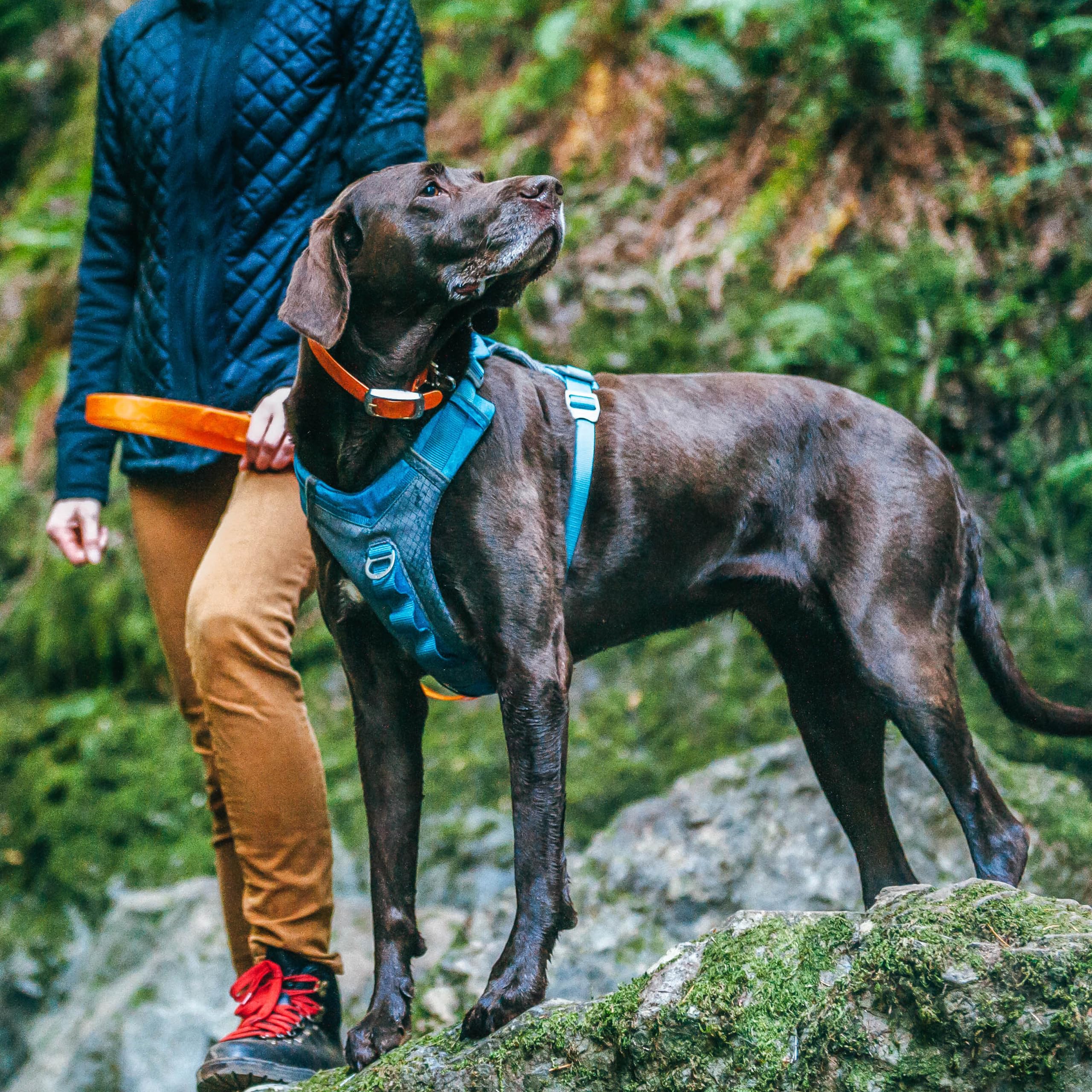 Kurgo Harnais pour Chiens Journey Air, pour la randonnée, courir et marcher tous les jours, réfléchissant – Bleu/gris - Taille L