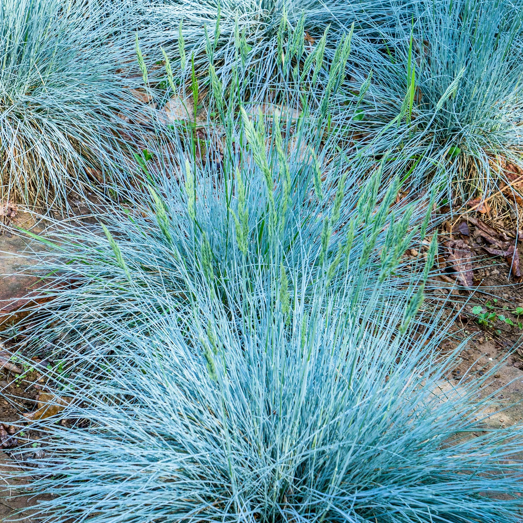 FESTUCA GLAUCA - Fétuque Bleue (100 Granes) Vvace - Etsy France