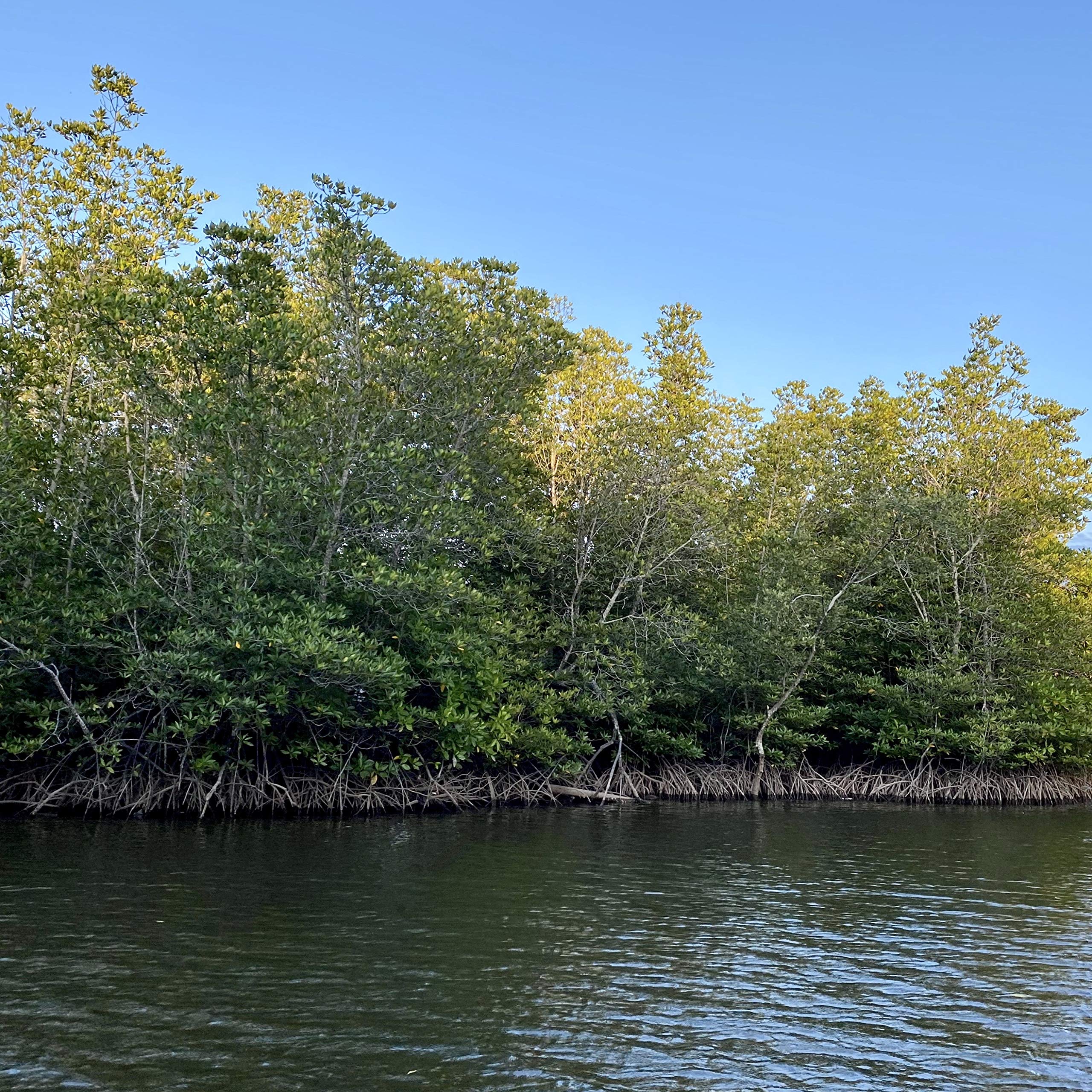 coffee for your head
