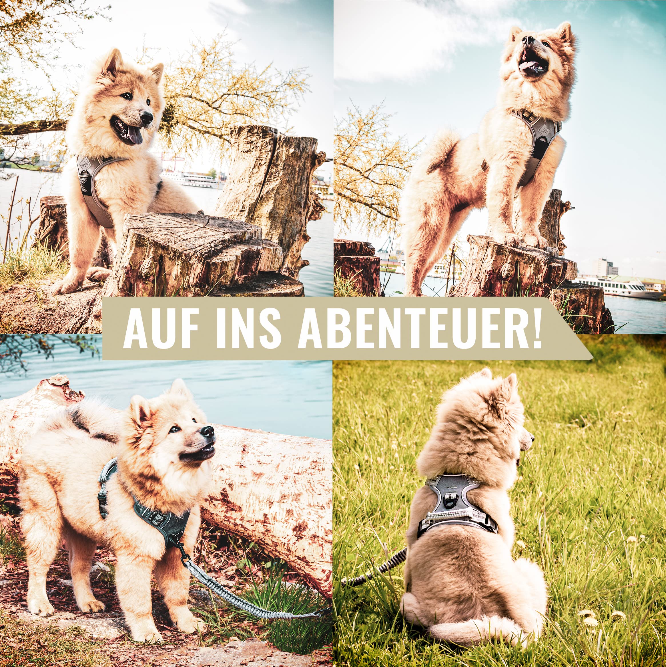 ne&no® Hundegeschirr PERSONALISIERT mit passenden Ruckdämpfer [Developed by NE&NO] Hunde Geschirrset | Brustgeschirr für kleine und große Hunde | Geschirr Hund | (XL)