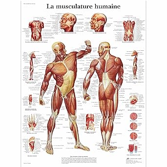 3B Scientific - anatomical board, 1