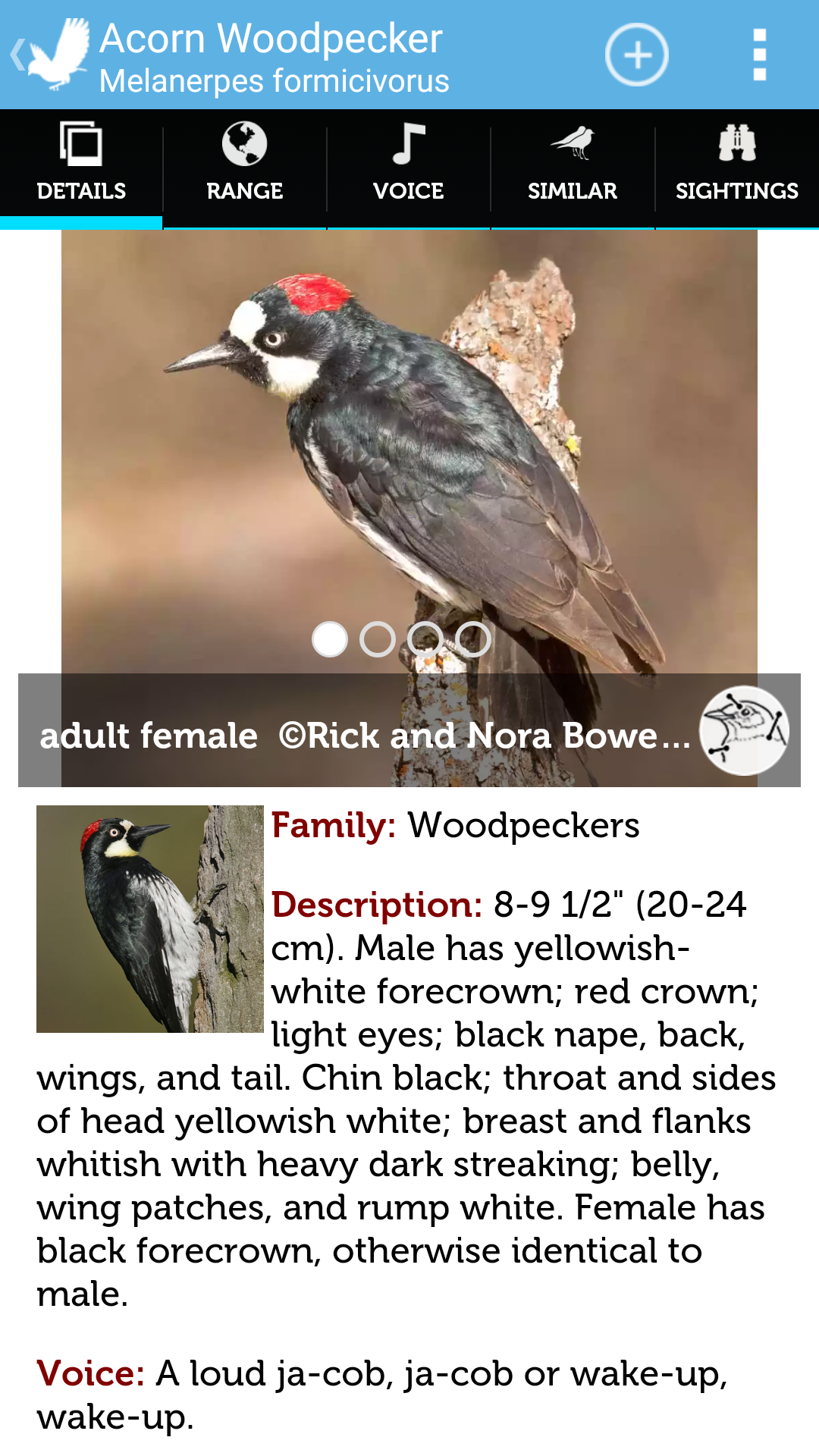 Audubon Bird Guide: California - App on Amazon Appstore