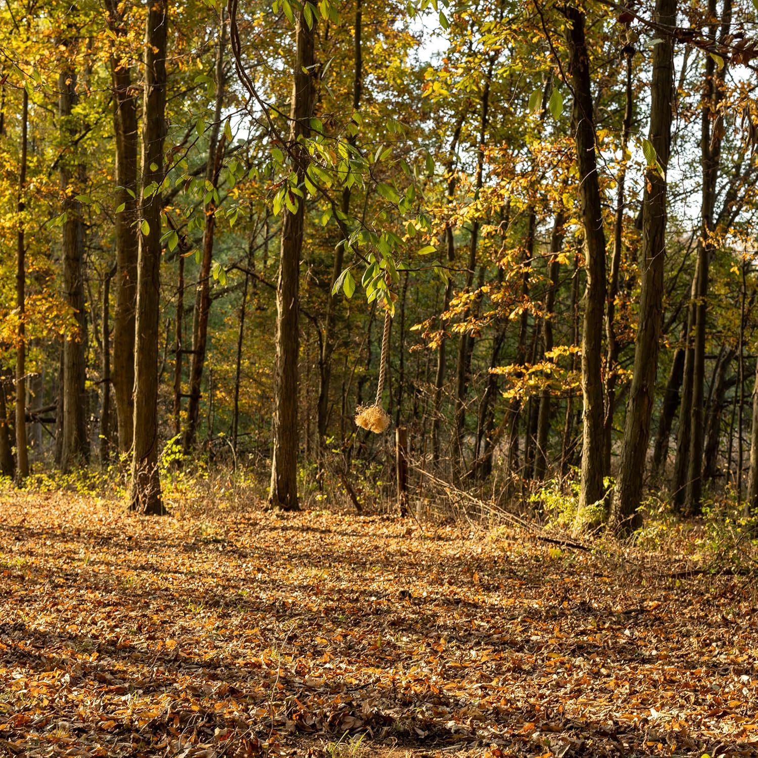 Conquest Scents Rope Scrape Kit with EverCalm Deer Herd Scent Stick 2.5 oz – Create Licking Branches & Mock Scrapes, Attract Bucks & Does, Trail Camera Ready Deer Hunting Wax