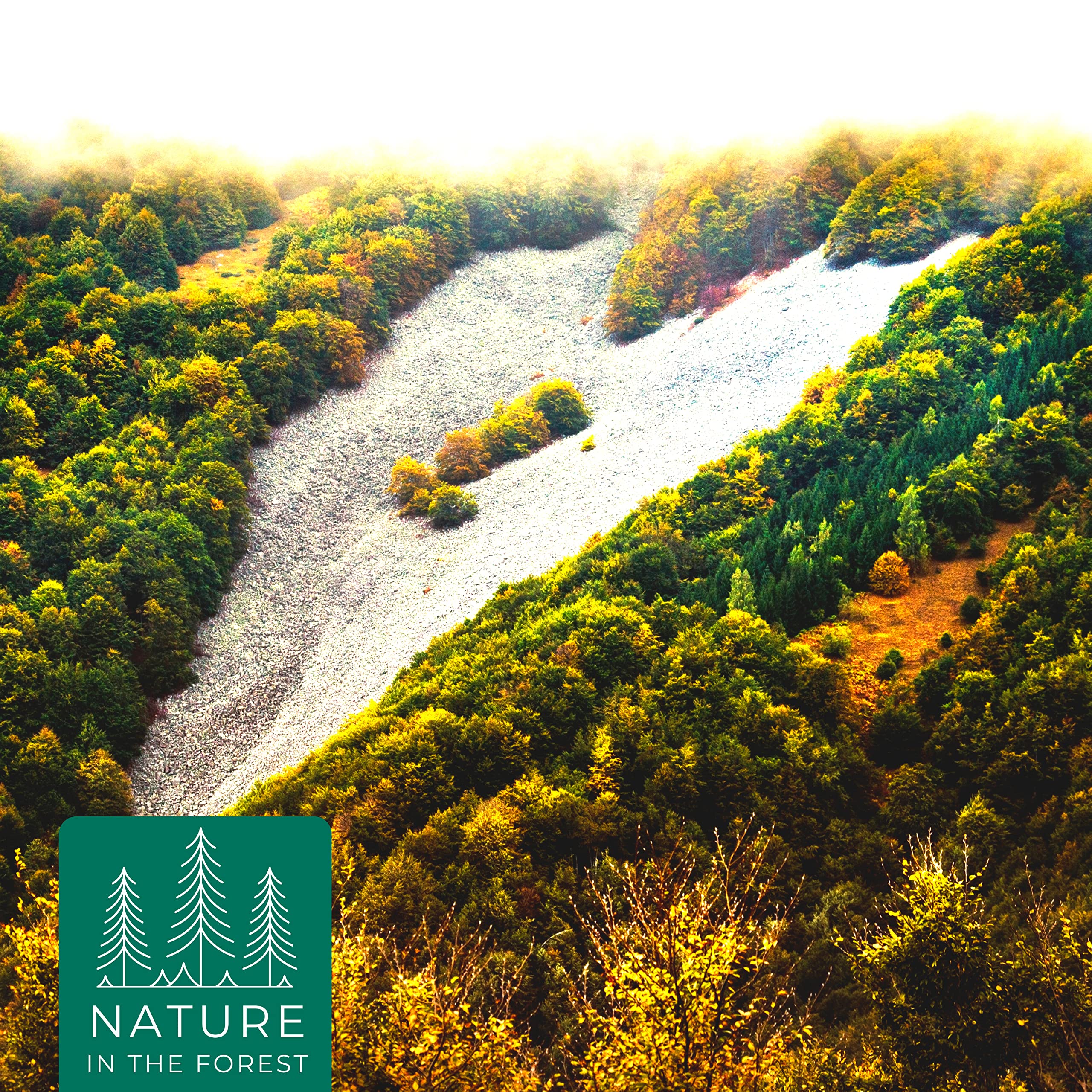 Nature In The Forest