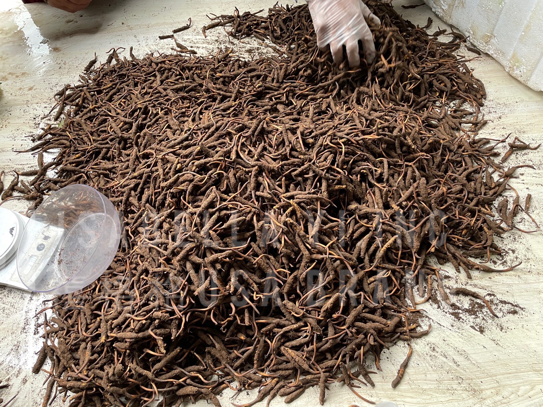 Tibet Wild Cordyceps Sinensis (Dong Chong Xia Cao) – 5 Grams, Tong Ren Tang, Enhancer Tea