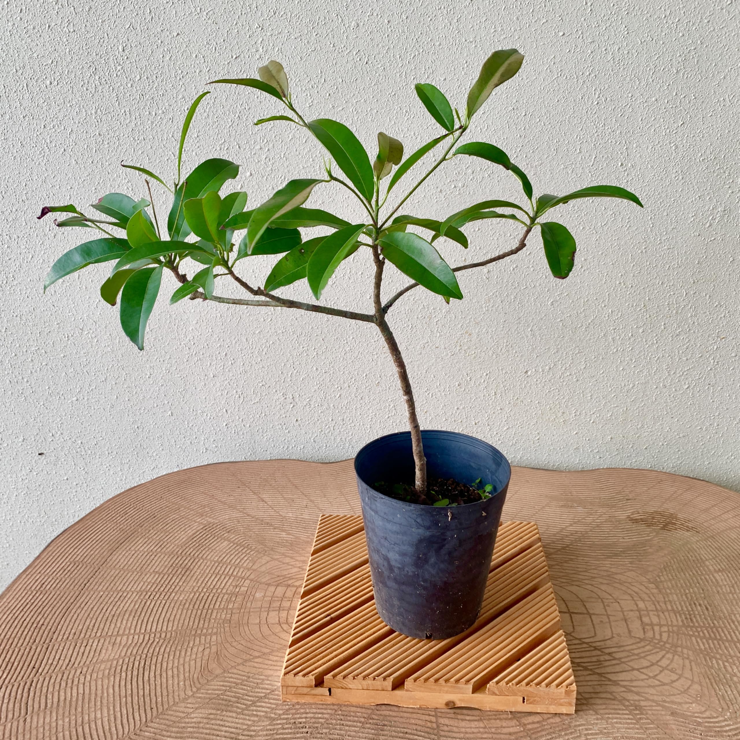 700〓超希少Salacia laevigata 熱帯果樹 実生 700〓超希少Salacia laevigata 熱帯果樹 実生