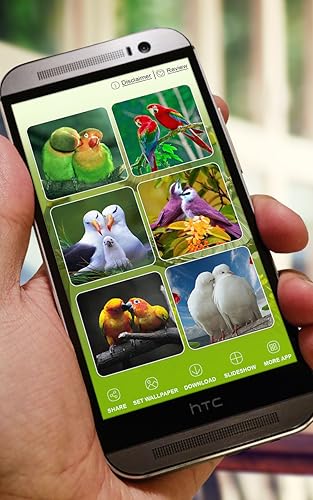 Love Birds Wallpapers