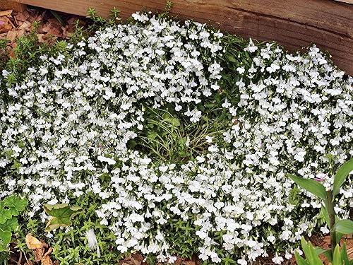 Miniatura 3 de Semillas Lobelia Blue Cascade Anual Flowers 1000 Semillas