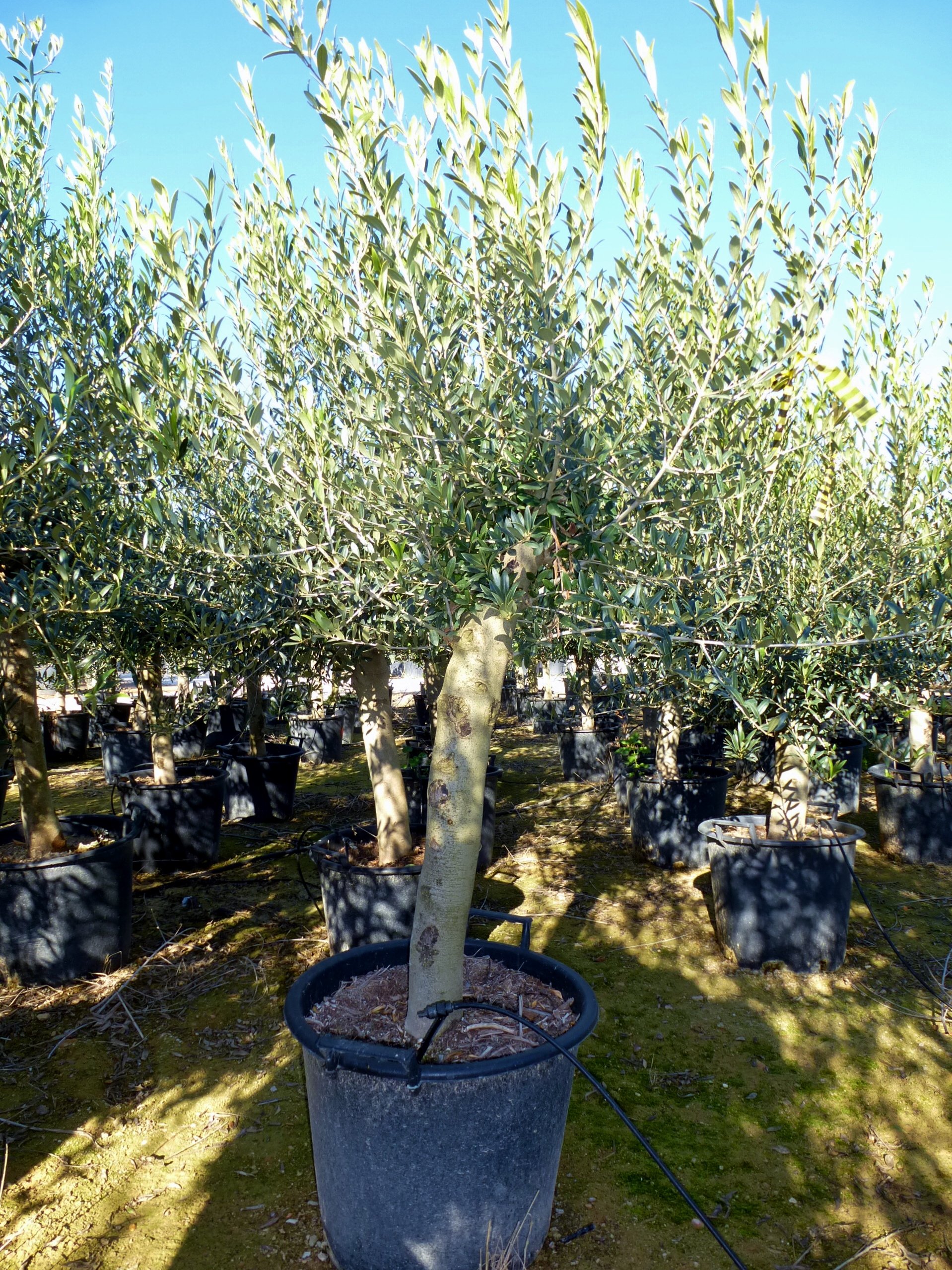rhododendron blue dane Buy Blue Baron Rhododendron Online