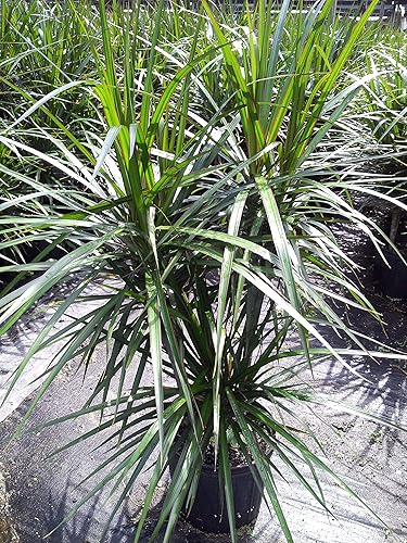 Dracaena Marginata Cane - Planta viva en maceta de 10 pulgadas - Dracaena Marginata - Planta de limpieza de aire interior de fácil cuidado y bajo