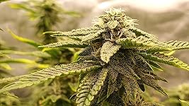 Review Image by Gabriel Desjarlais Gabriel Desjarlais