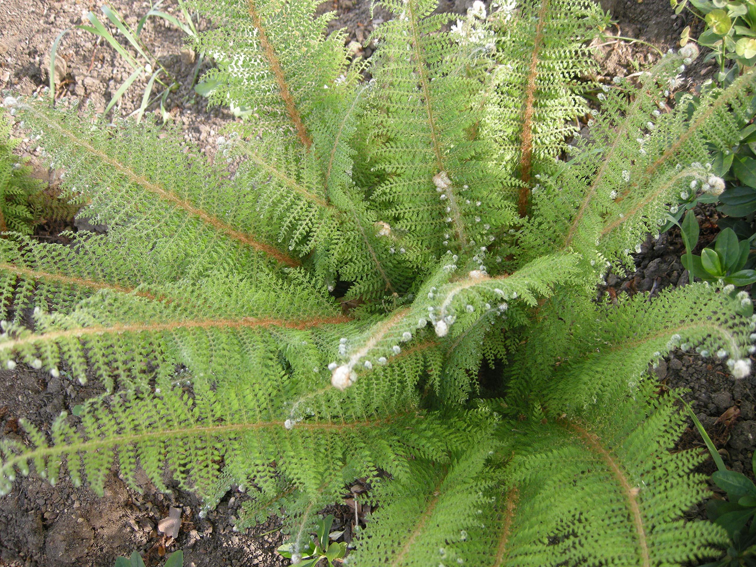 Stauden Gänge 1 x Polystichum setiferum 'Herrenhausen' im 1 Liter Topf (Farn/Winterhart/Wintergrün/Mehrjährig/Staude/Immergrün) Filigranfarn - Eleganz und Struktur für schattige Gärten