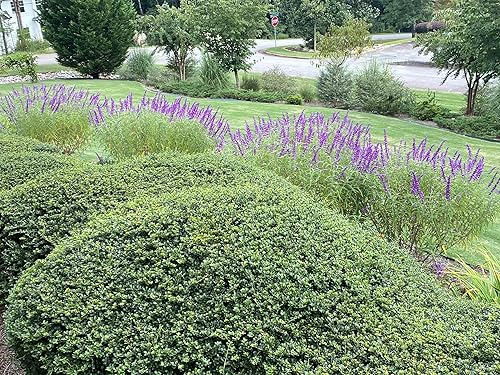 Miniatura 2 de Potpourri Simmering Sensations (Cocina Kozy de Romero, Tomillo y Lavanda)