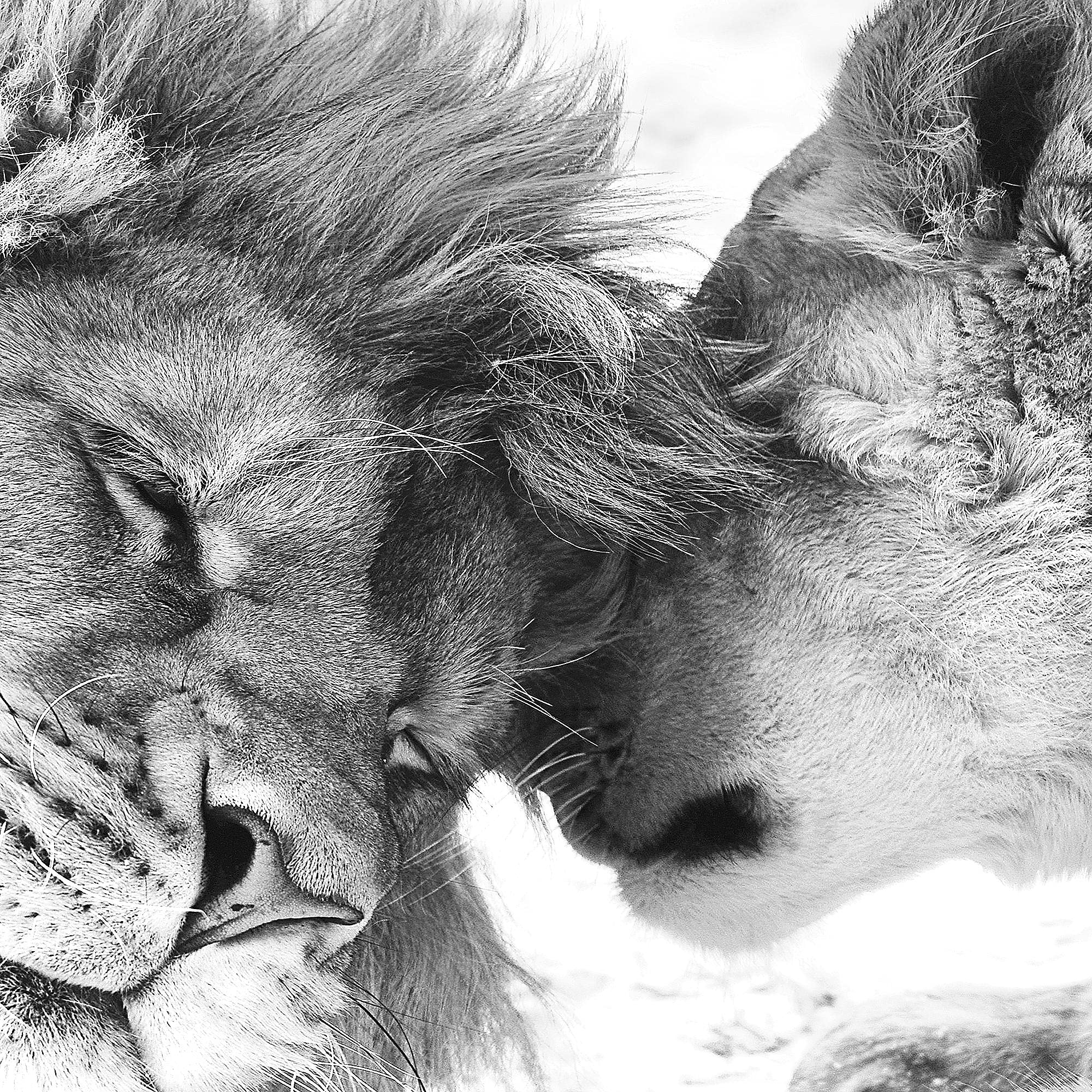 Runa Art - Quadri Leoni Amore 200 x 100 cm 5 Pezzi XXL Decorazione Murale Design Bianco E Nero 002151c