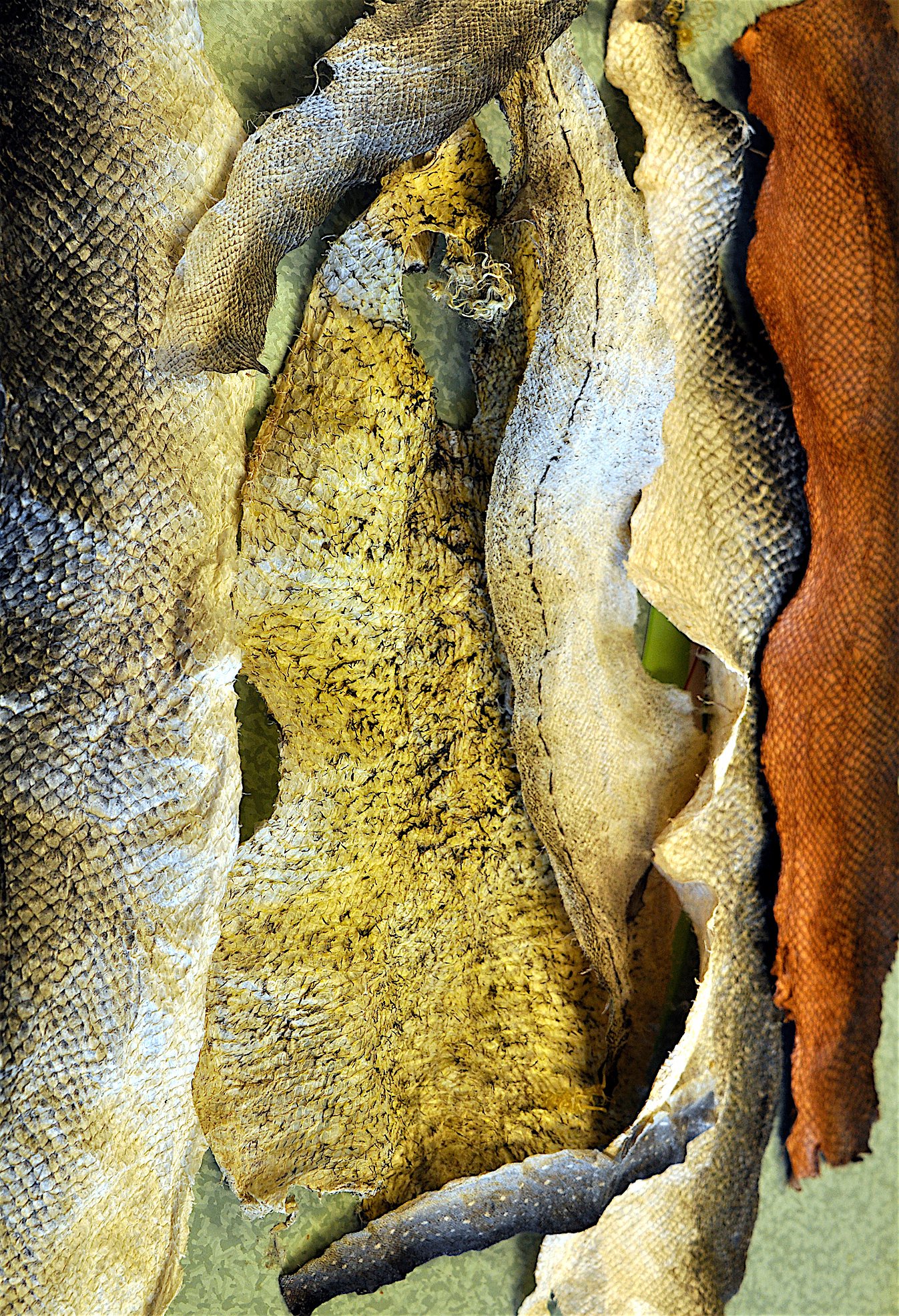 Fischleder gerben: Von Fischhaut zu Fischleder (German Edition)
