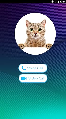Video Call From Cat Prank