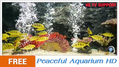 aquário pacífico gratuito HD - decore seu quarto com um belo aquário de vida marinha na sua TV HDR 4