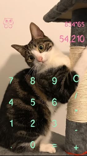 Cat Calculator