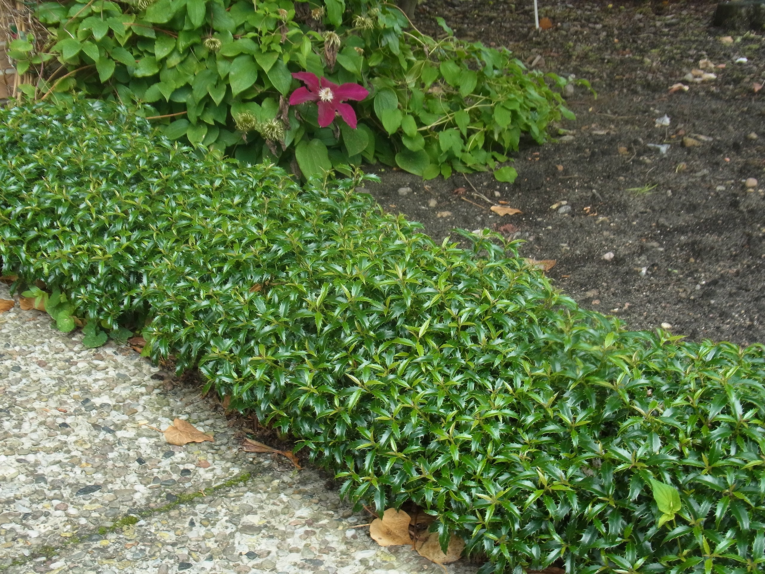 Zwerg-Stechpalme Heckenzwerg - Ilex aquifolium - grn langsam-wachsend  schnittvertrglich pflegeleicht 20-25cm - Palme von Garten Schlter -  Pflanzen in Top Qualitt : Amazon.de: Garten