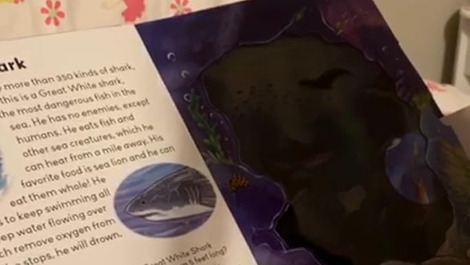 Moonlight Ocean (Lightbeam Books): Golding, Elizabeth, Lodge