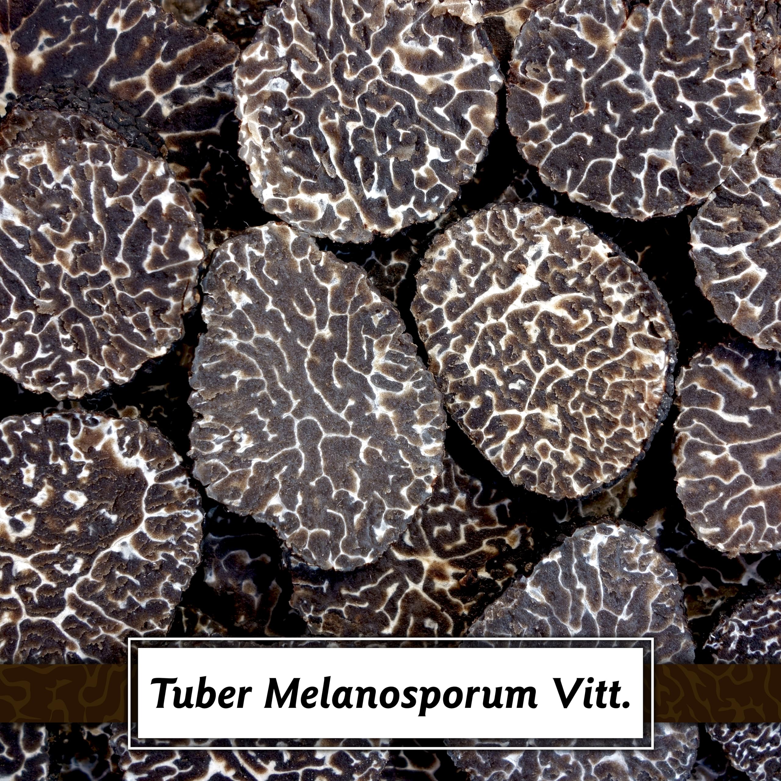 Sauce à la Truffe Noire 500g | Sauce aux Truffes | Melanosporum Vitt. | Artisanat Italienne | Sans gluten | Pour les pâtes, la viande, la pizza | DOS Tartufi