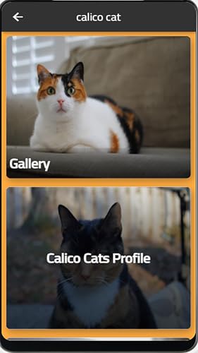 calico cat