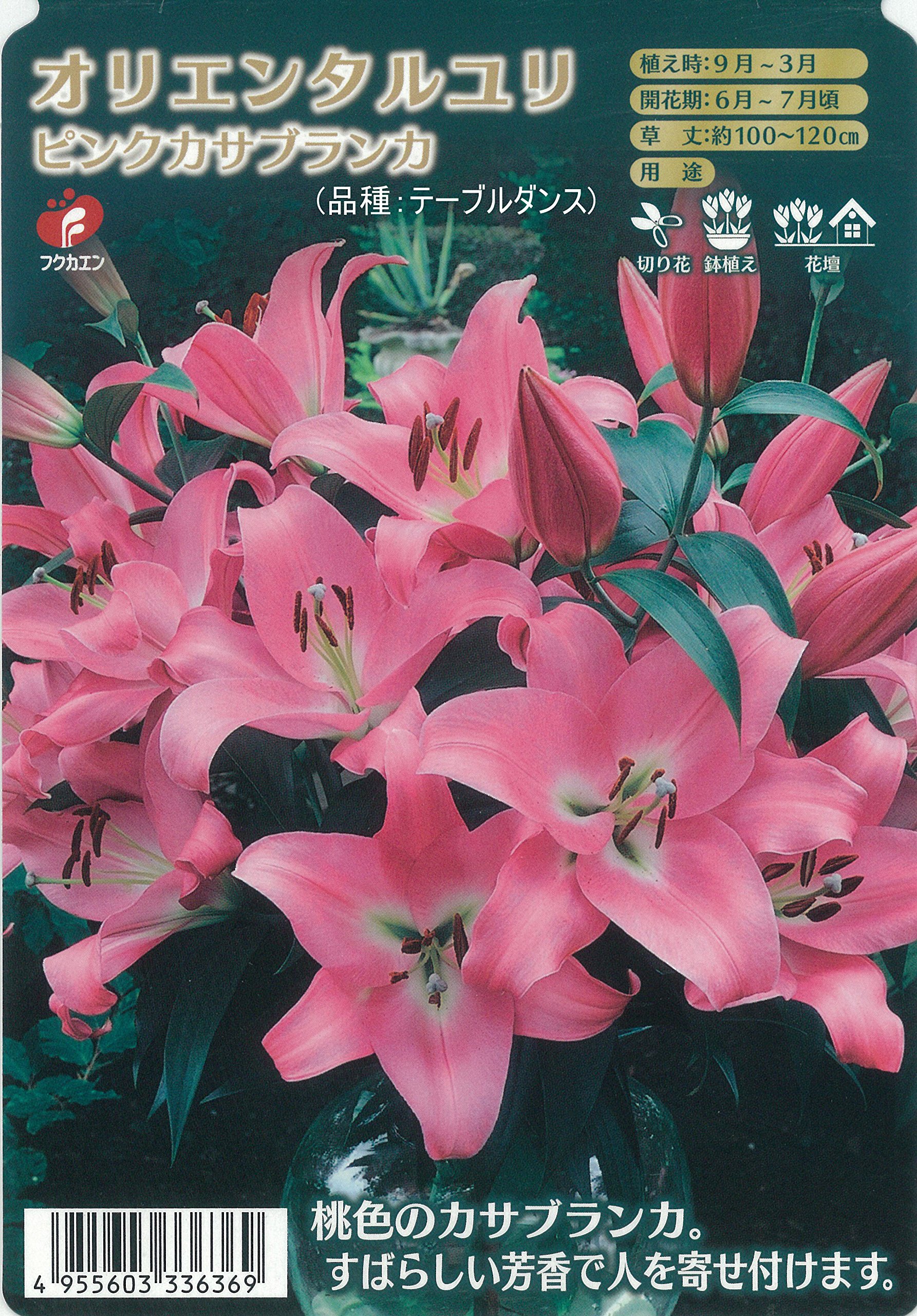 オレンジっぽい赤の百合球 オレンジっぽい赤の百合球 オレンジっぽい赤の百合球（ユリ レッド