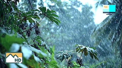 Tropical Rainfall Calm – Jungle Rain Sounds & White Noise – vue 9