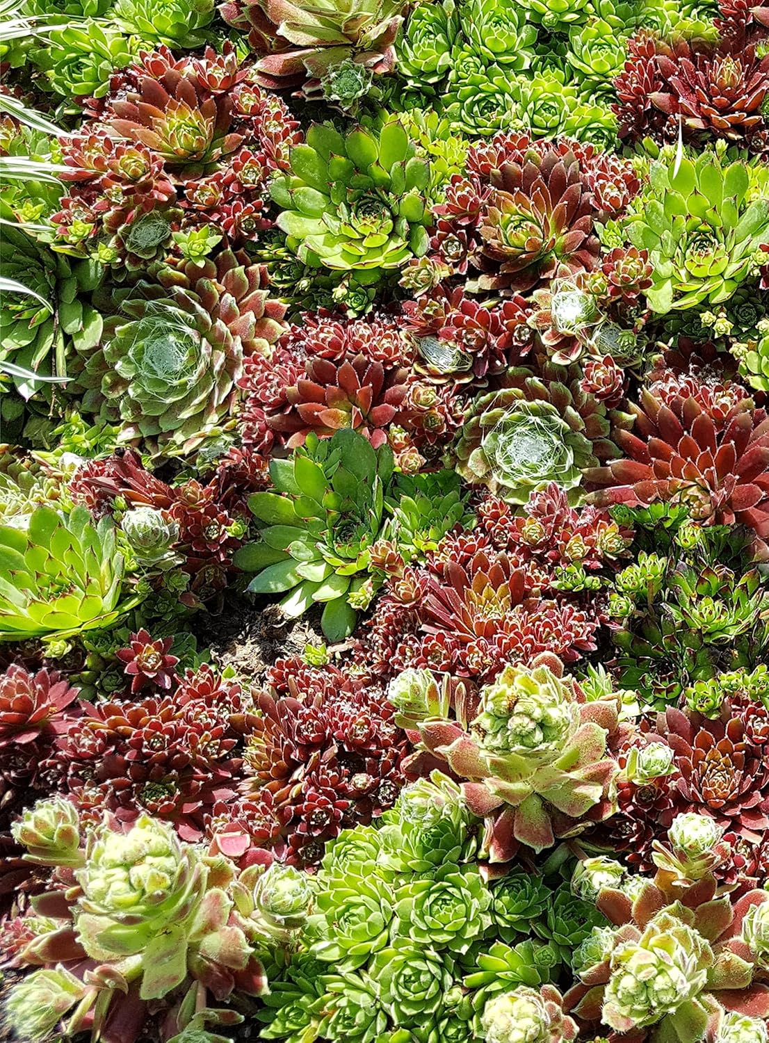 80 Stück Sedum Samen Dachbegrünung Steingarten 80 Stück Sedum Samen